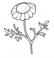 disegni/fiori/camomilla.JPG