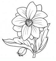 disegni/fiori/dalia9650.JPG