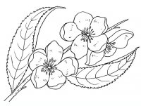 disegni/fiori/fiorDiPesco.JPG