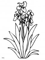 disegni/fiori/fiori_4.JPG