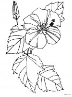 disegni/fiori/fiori_59.JPG