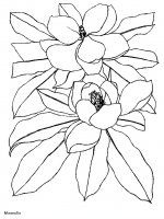 disegni/fiori/fiori_63.JPG