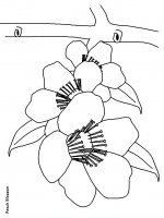 disegni/fiori/fiori_69.JPG