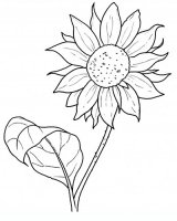 disegni/fiori/girasole9650.JPG