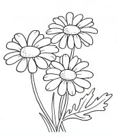 disegni/fiori/margherita.JPG