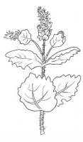 disegni/fiori/menta.JPG