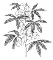 disegni/fiori/mimosa.JPG