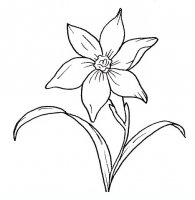 disegni/fiori/narciso.JPG