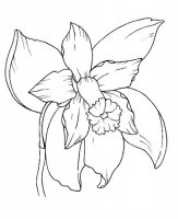 disegni/fiori/orchidea.JPG