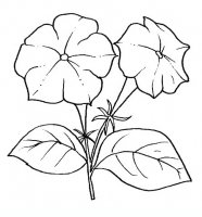 disegni/fiori/petunia.JPG