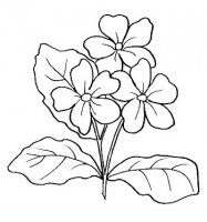 disegni/fiori/primula.JPG