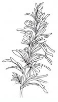 disegni/fiori/rosmarino.JPG