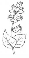 disegni/fiori/salvia.JPG