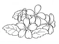 disegni/fiori/viola.JPG