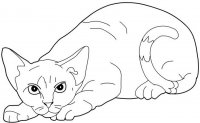 disegni/gatti/Le_Devon-Rex.jpg