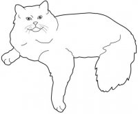 disegni/gatti/gatto.jpg