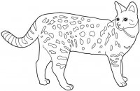 disegni/gatti/savana.jpg