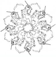 disegni/mandala_animali/mandala_animali_11.JPG