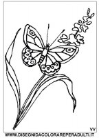 disegni/primavera/farfalla_fiore.jpg