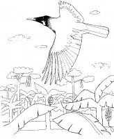 disegni/uccelli/an-uccello1.JPG