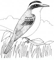 disegni/uccelli/an-uccello4.JPG