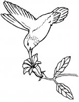 disegni/uccelli/hum_bird.JPG