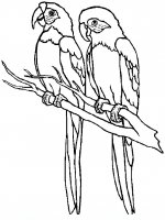 disegni/uccelli/parrot5.JPG