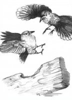 disegni/uccelli/uccelli_12.JPG