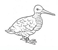 disegni/uccelli/uccelli_b9656.JPG