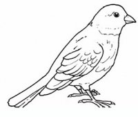 disegni/uccelli/uccelli_b9657.JPG