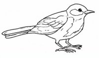 disegni/uccelli/uccelli_b9660.JPG