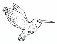 disegni/uccelli/uccelli_b9663.JPG