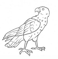 disegni/uccelli/uccelli_b9668.JPG