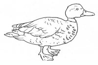 disegni/uccelli/uccelli_b9670.JPG