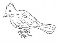 disegni/uccelli/uccelli_b9671.JPG