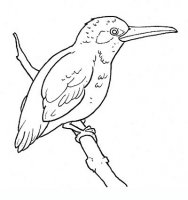 disegni/uccelli/uccelli_b9673.JPG
