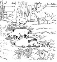 disegni/zoo/zoo_020.JPG